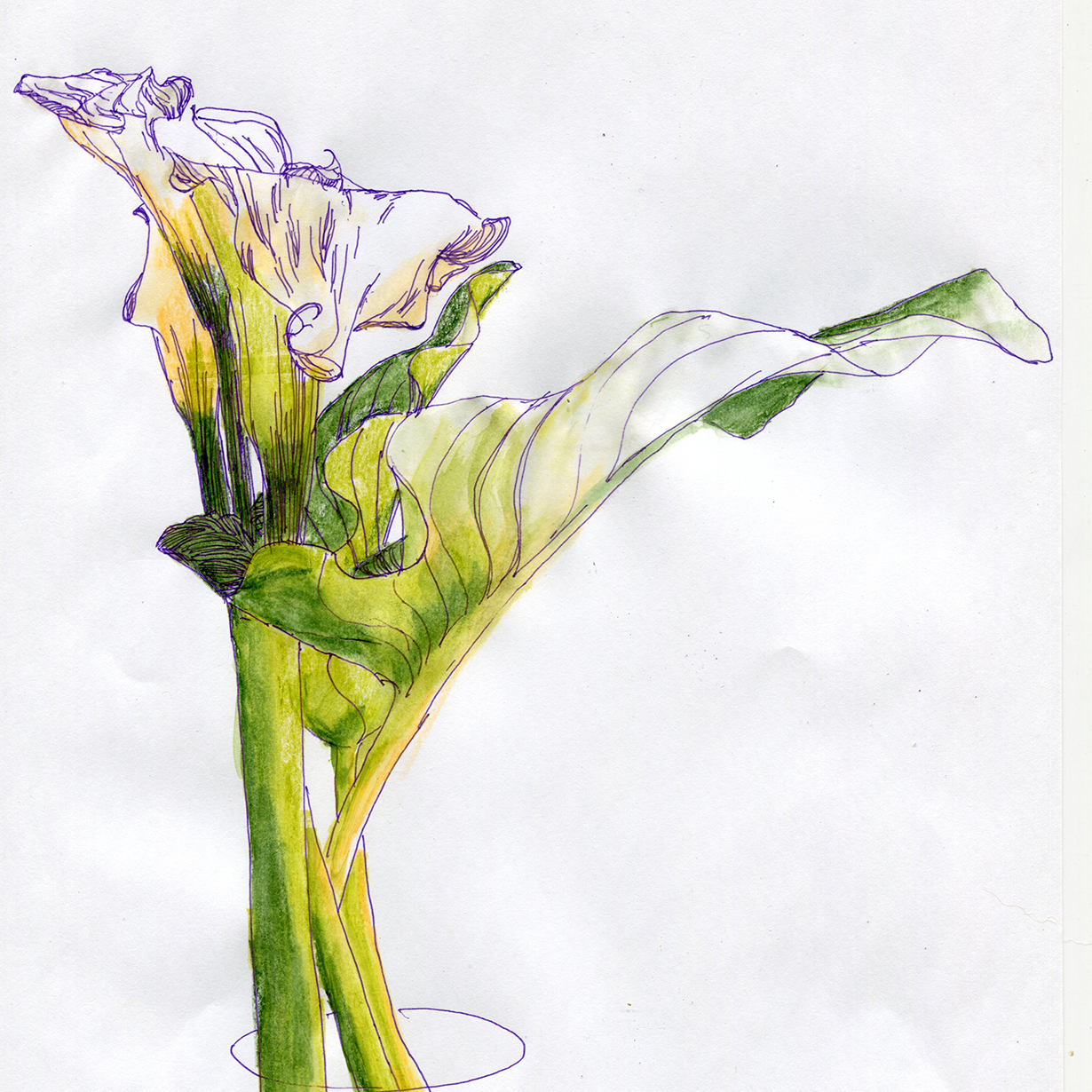 イラストレーター 花村信子の作品